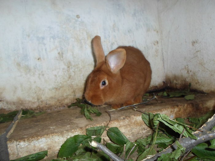 SAM_0402 - 18 - Ferma iepuri Moreni iulie 2015