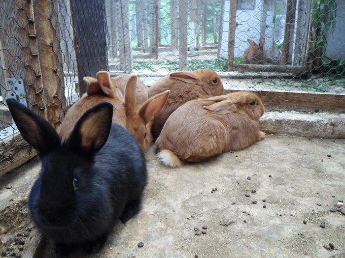 SAM_0415 - 18 - Ferma iepuri Moreni iulie 2015