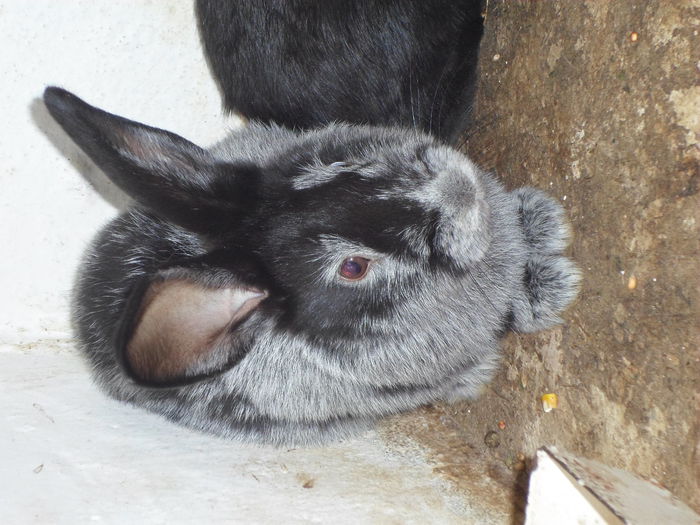 SAM_0424 - 18 - Ferma iepuri Moreni iulie 2015
