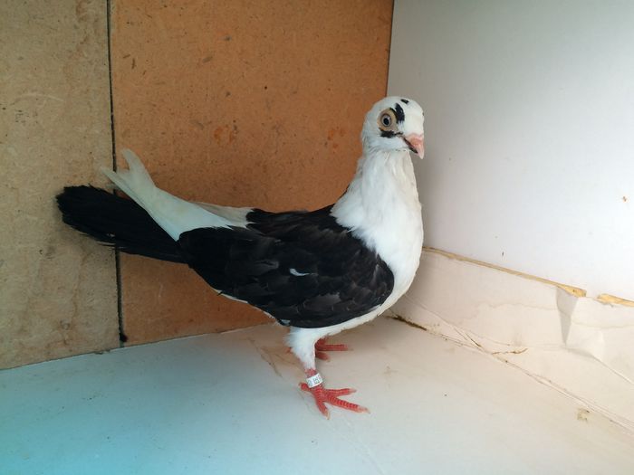 5680_3 - tineret 2015