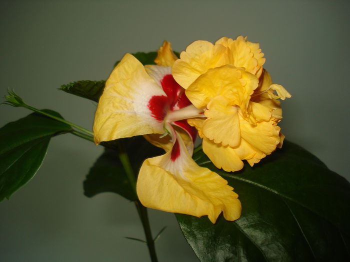 DSC02229
