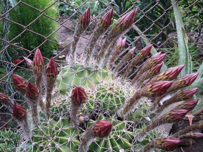 20150628_192907 - Cactusi si suculente 2015-2016-2017