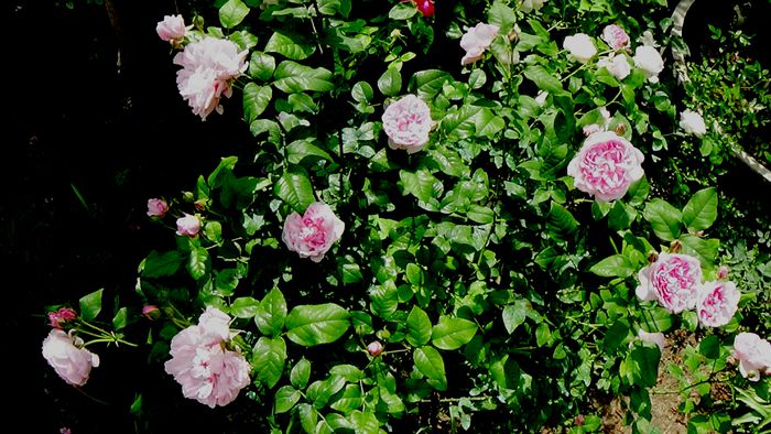 DSC03624 - Cottage Rose
