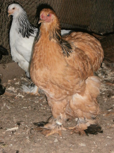 P6300412