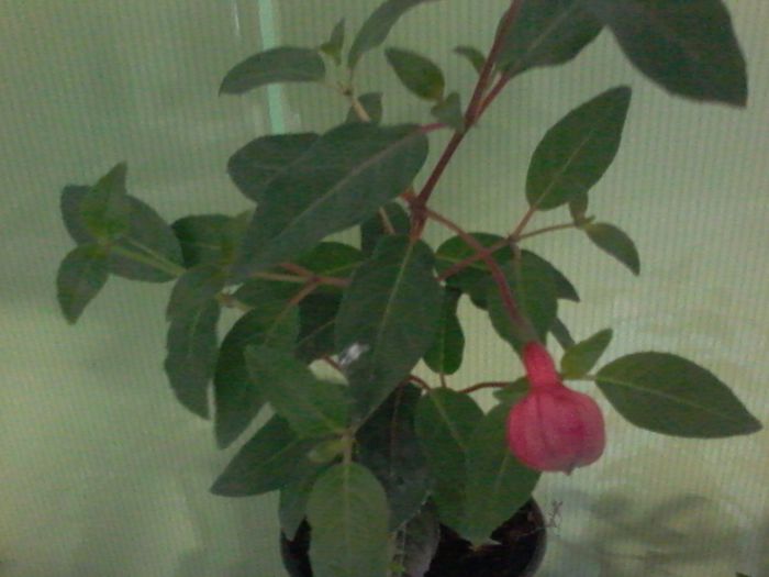 20150702_062829 - Fuchsia