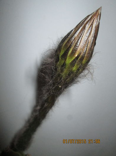 IMG_3489 - Florile mele iulie2015