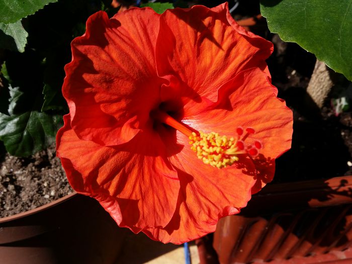  - hibiscus