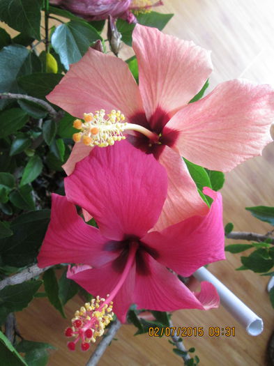 IMG_3527 - Florile mele iulie2015