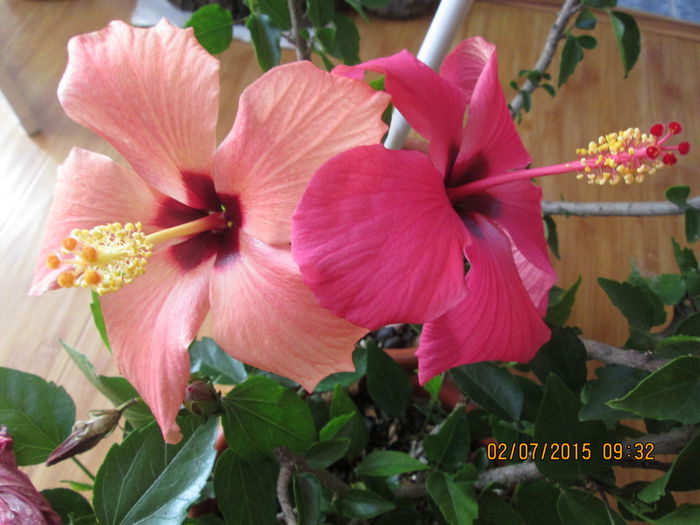 IMG_3529 - Florile mele iulie2015