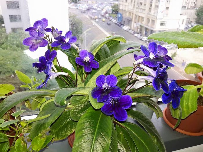 avem mai multe floricele - Streptocarpus 2015