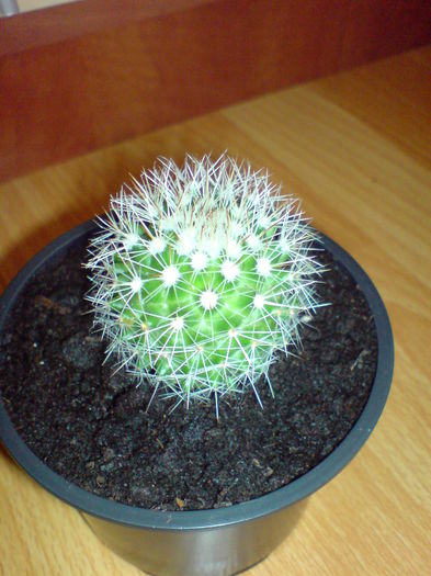 DSC00299 - CACTUSI 2015--2018