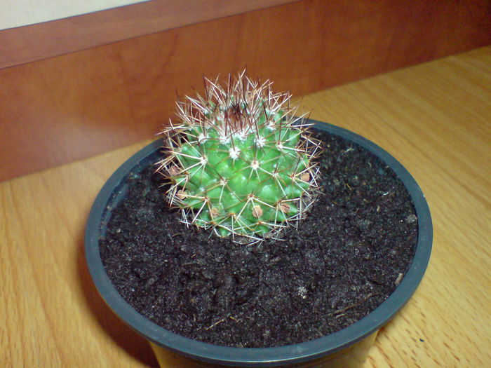 DSC00298 - CACTUSI 2015--2018