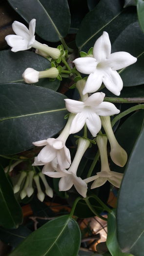 stephanotis - iulie 2015