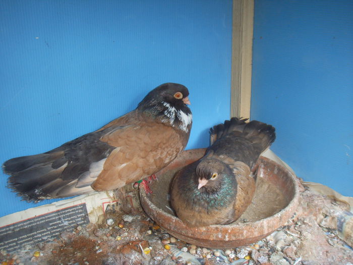 SSL16879 - Orbeteni canepii si nu numai