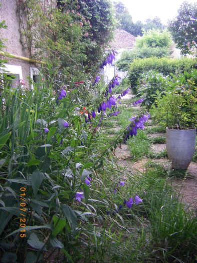 ce sunt florile mov?