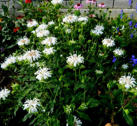 monarda alba - Iulie cu de toate