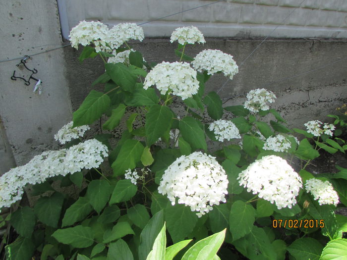 Hortensia Anabelle