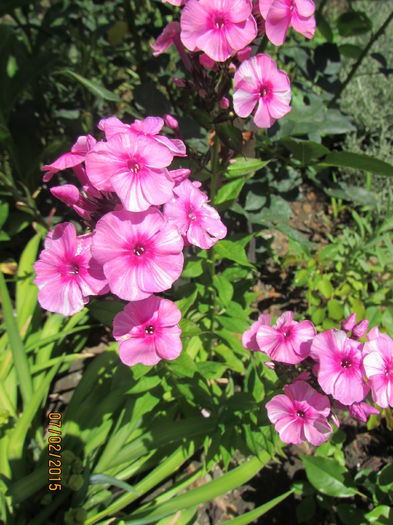 Phlox