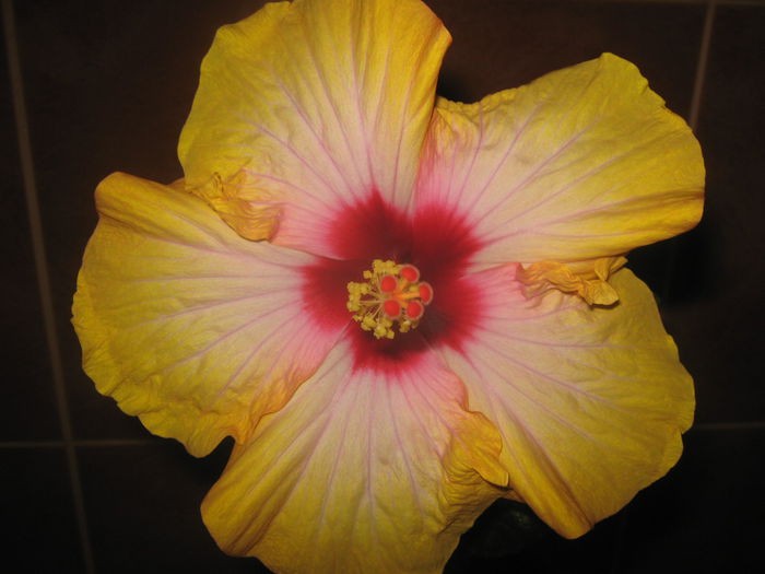 2 iulie 2015 - HIBISCUSI 2015