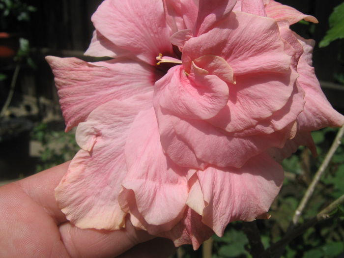 Picture My plants 3948 - Hibiscus Classic Pink