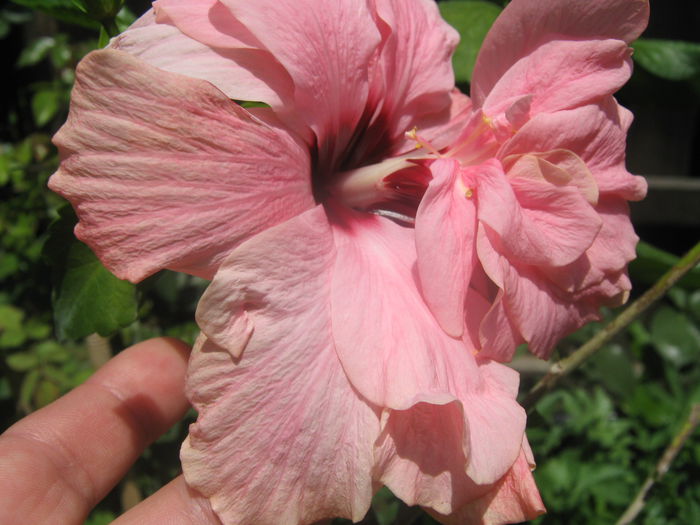 Picture My plants 3949 - Hibiscus Classic Pink