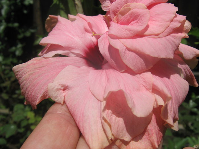 Picture My plants 3950 - Hibiscus Classic Pink