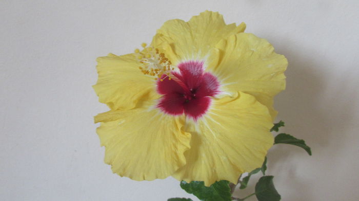025 - Hibiscusi 2015 1