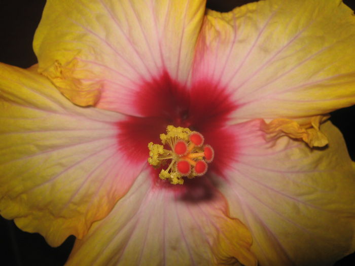 Picture My plants 3946 - HIBISCUSI 2015