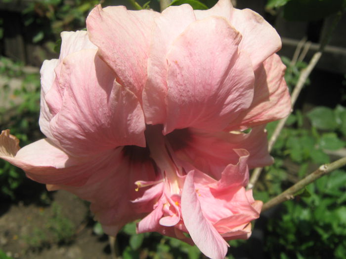 Picture My plants 3951 - HIBISCUSI 2015