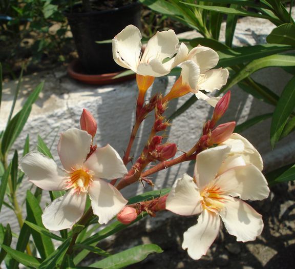 Angiolo Pucci