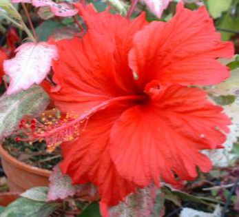 HIBISCUS_SURINAM poza Internet; NET
