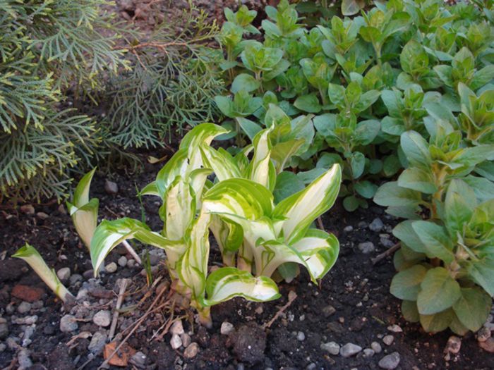 hosta 3 - undulata mediovariegat a (2) - hosta