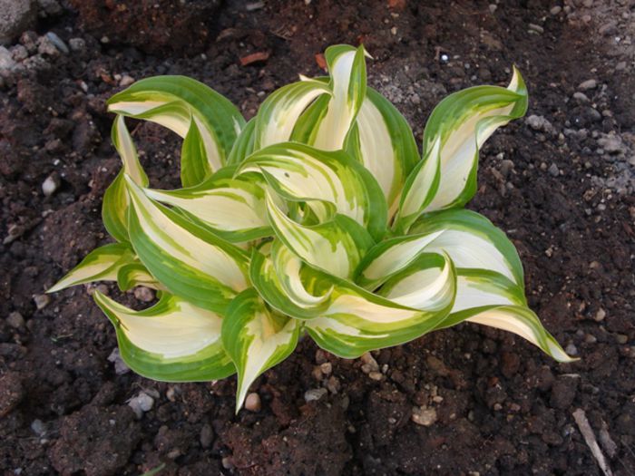 hosta 3 - undulata mediovariegat a (3) - hosta