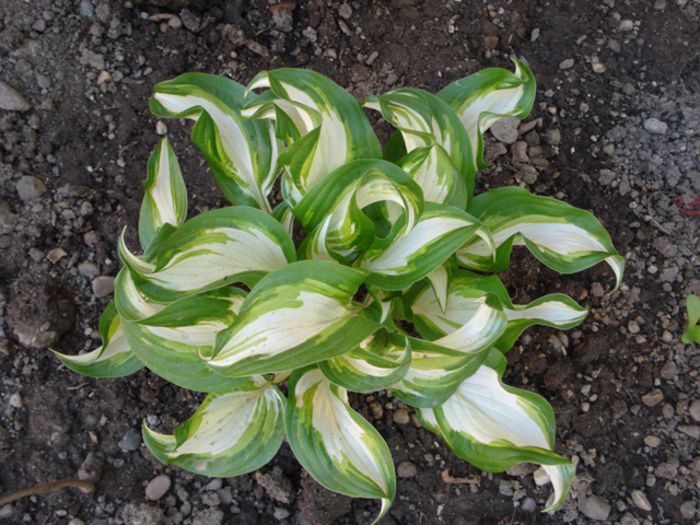 hosta 3 - undulata mediovariegat a (5) - hosta