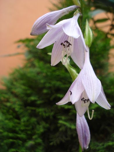 hosta 3 - undulata mediovariegat a (9) - hosta