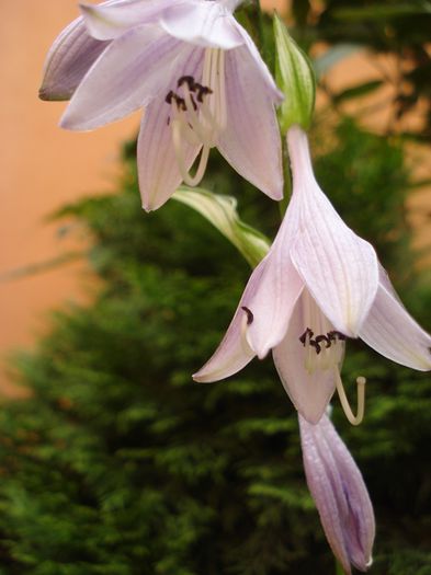 hosta 3 - undulata mediovariegat a (10)