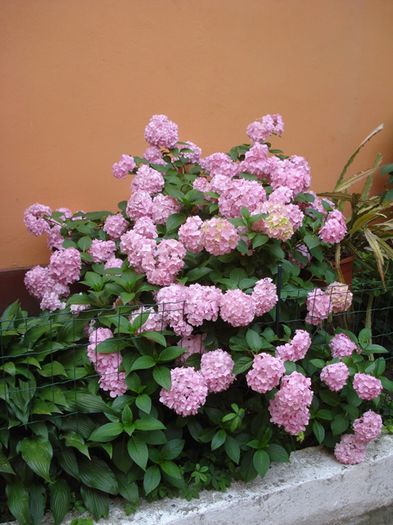 inceput de iulie (3) - hortensia