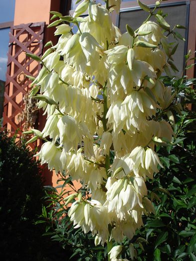 inceput de iulie (1)