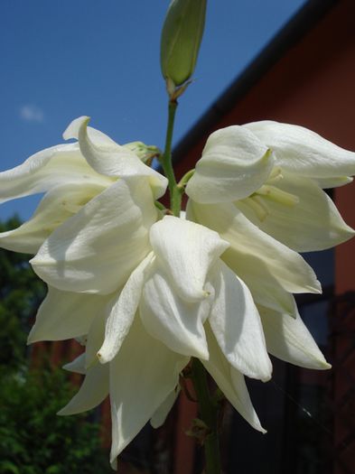 inceput de iulie (4)