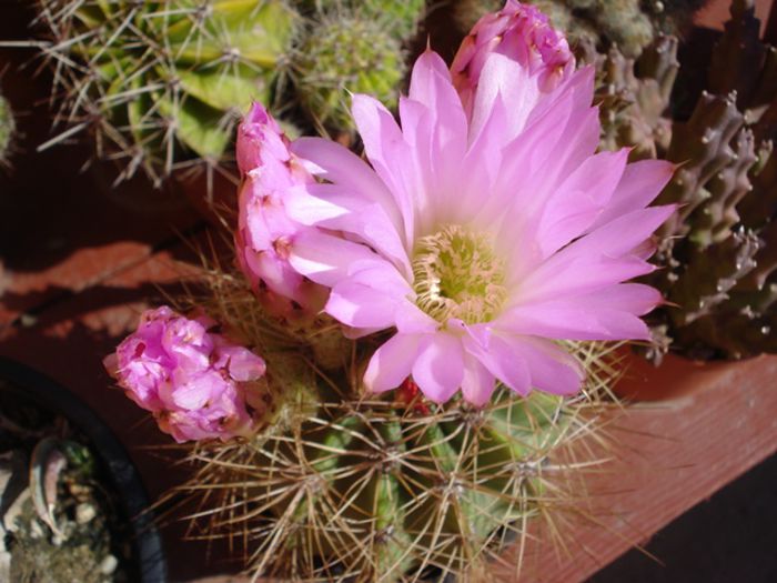 inceput de iulie (5)