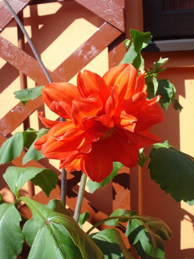 inceput de iulie (6)