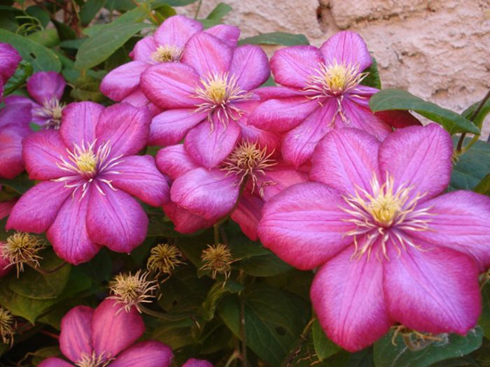 inceput de iulie (8)