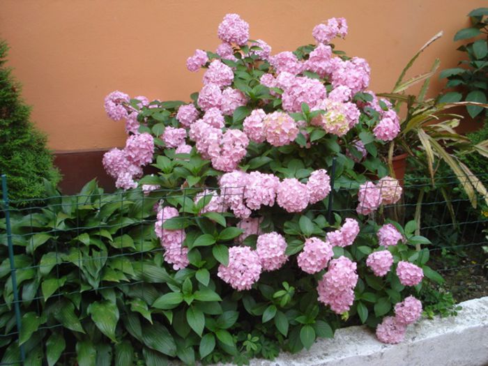 inceput de iulie (9)