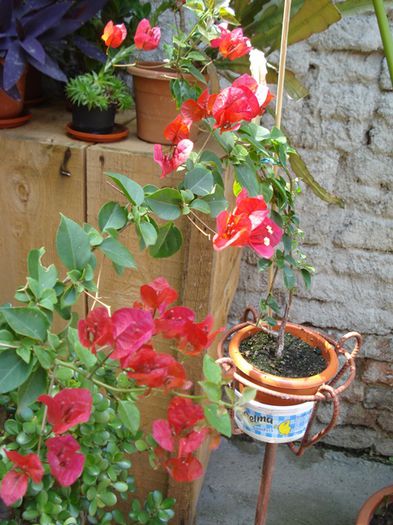 inceput de iulie (12)