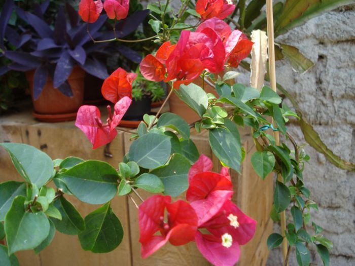 inceput de iulie (13)