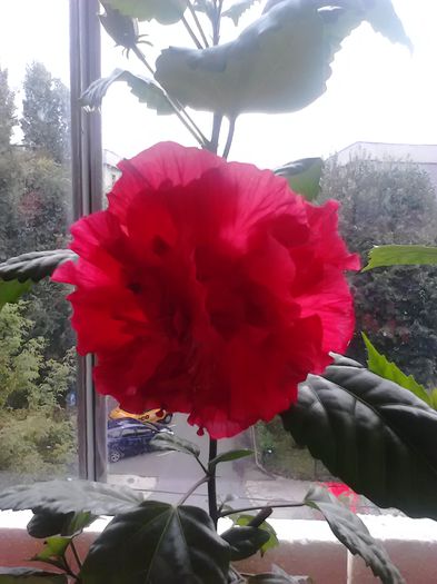 Hibiscus rosu dublu - O PARTE DINTRE FORILE DIN BALCON - 2015