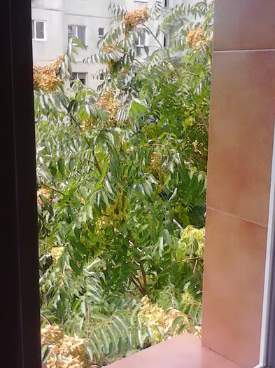 Pomul de langa dormitor