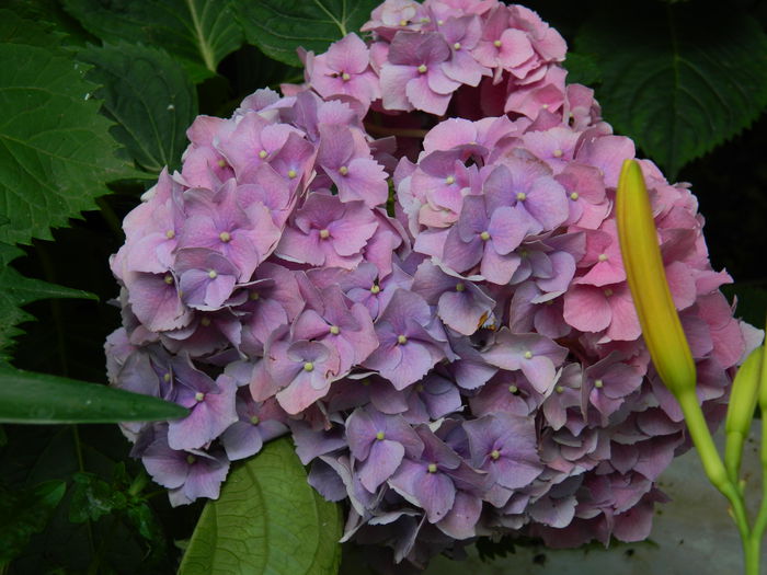 DSCN1058 - HORTENSIA_2014