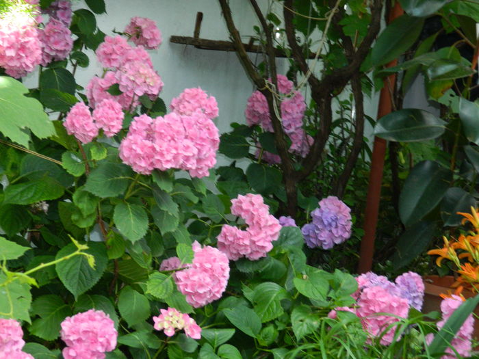 DSCN1157 - HORTENSIA_2014