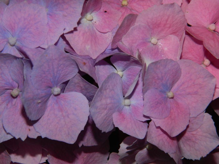 DSCN1173 - HORTENSIA_2014